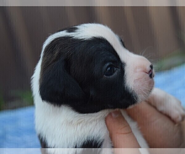 Medium Photo #2 Boxer Puppy For Sale in HUMBOLDT, NE, USA
