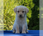 Small Labrador Retriever