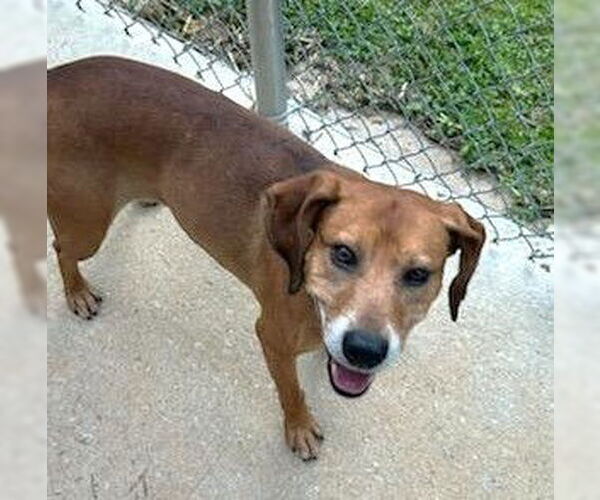 Medium Photo #2 Beagle-Unknown Mix Puppy For Sale in Rockaway, NJ, USA