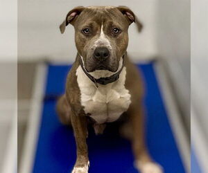 American Bulldog-Unknown Mix Dogs for adoption in Tavares, FL, USA