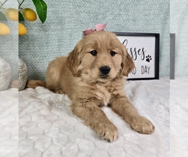 Medium Photo #10 Golden Retriever Puppy For Sale in FRANKLIN, IN, USA