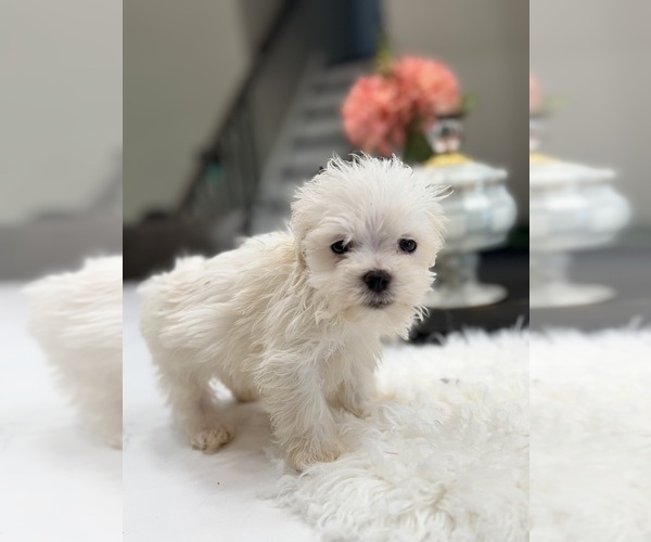 Medium Photo #2 Maltese Puppy For Sale in ADDISON, IL, USA