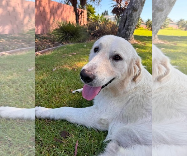 Medium Photo #2 Golden Retriever-Unknown Mix Puppy For Sale in San Diego, CA, USA