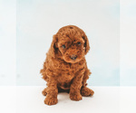 Puppy 4 Poodle (Miniature)