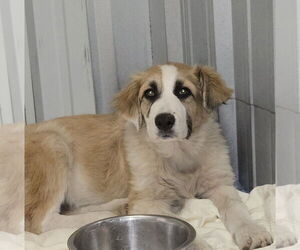 Great Pyrenees Dogs for adoption in Foristell, MO, USA