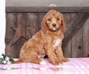 Goldendoodle-Poodle (Miniature) Mix Puppy for sale in FREDERICKSBG, OH, USA