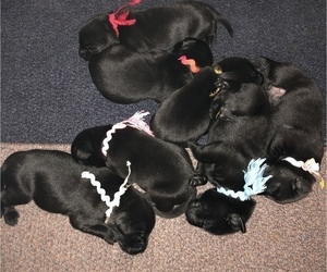 Labrador Retriever Puppy for sale in ELIZABETH CITY, NC, USA