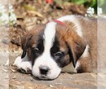 Small Photo #3 Saint Bernard Puppy For Sale in NEW HOLLAND, PA, USA