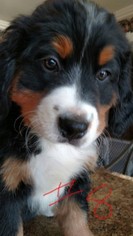 Bernese Mountain Dog Puppy for sale in AUGUSTA, WV, USA