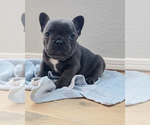 Puppy Slater French Bulldog