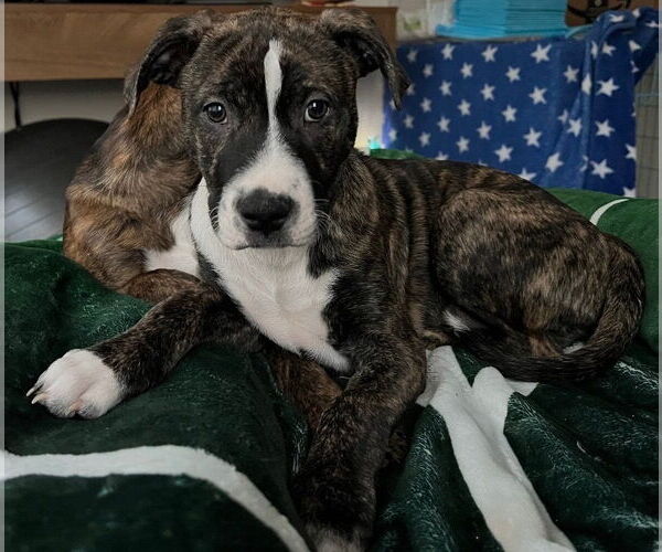 Medium Photo #5 Boxer-Unknown Mix Puppy For Sale in Dana Point, CA, USA
