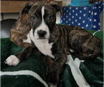 Small #4 Boxer Mix