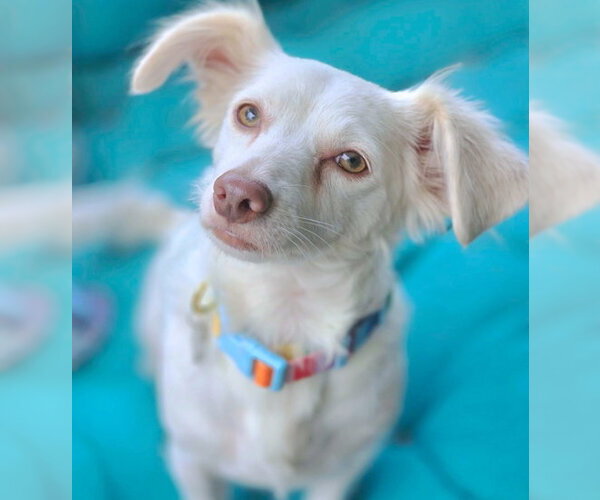 Medium Photo #5 Dachshund-Unknown Mix Puppy For Sale in Chino Hills, CA, USA