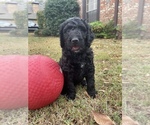 Small Photo #18 Golden Mountain Doodle  Puppy For Sale in FORT SMITH, AR, USA