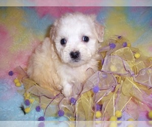 Maltipoo Puppy for Sale in JACKSON, Mississippi USA