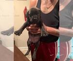 Small Photo #24 Bullmastiff-Cane Corso Mix Puppy For Sale in CHICAGO, IL, USA