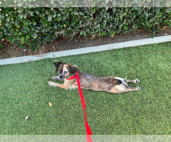 Medium Photo #7 Colonial Cocker Spaniel-Unknown Mix Puppy For Sale in Corona, CA, USA
