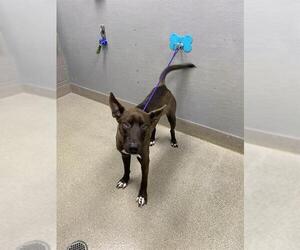 Mutt Dogs for adoption in Las Vegas, NV, USA