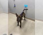 *CHOPPER - Male Mutt Dog for Adoption - Small photo