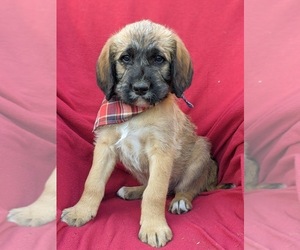 Saint Berdoodle Puppy for sale in PEACH BOTTOM, PA, USA
