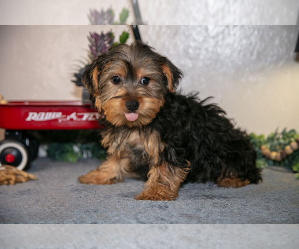 Medium Photo #2 Yorkshire Terrier Puppy For Sale in SHILOH, OH, USA