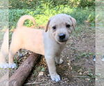 Small #2 Golden Retriever Mix