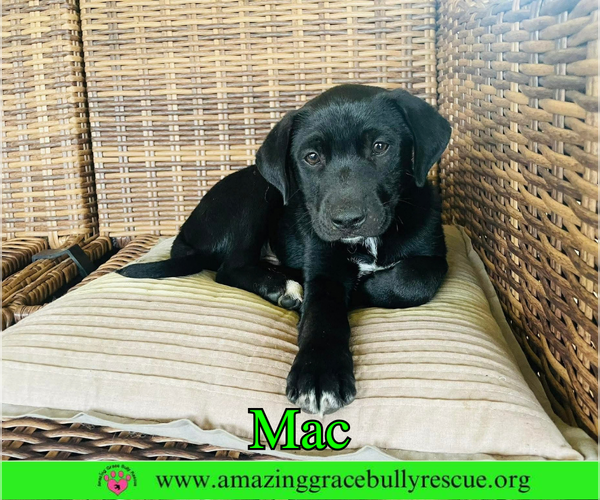 Medium Photo #3 Labrador Retriever-Unknown Mix Puppy For Sale in Milton, FL, USA