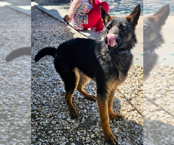 Medium Photo #2 German Shepherd Dog-Unknown Mix Puppy For Sale in Fallbrook, CA, USA