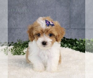 Cavapoo Puppy for sale in BIRD IN HAND, PA, USA