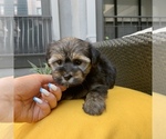 Small Photo #10 Havashire Puppy For Sale in HOUSTON, TX, USA