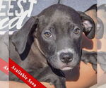 Small American Staffordshire Terrier-Labrador Retriever Mix