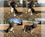 Small #5 French Bulldog