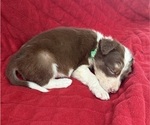 Small Photo #5 Borador Puppy For Sale in MARION, VA, USA