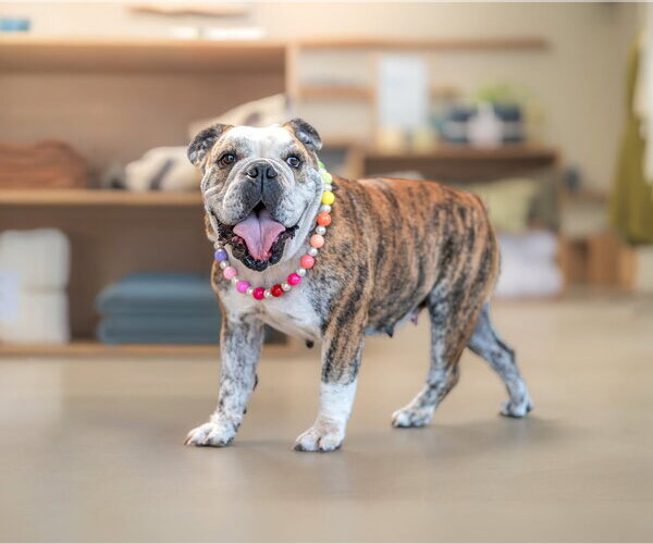 Medium Photo #8 Bulldog Puppy For Sale in Marina Del Rey, CA, USA