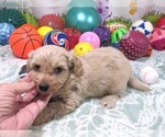 Small Maltipoo