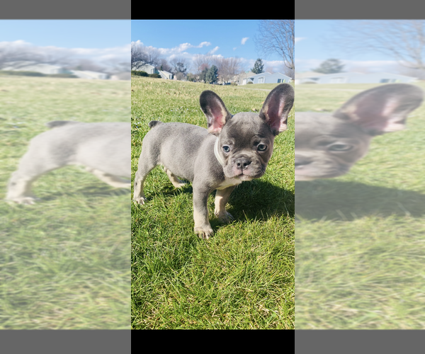 Medium Photo #2 French Bulldog Puppy For Sale in WRIGHTSVILLE, PA, USA