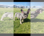 Small #1 French Bulldog