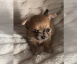 Small #5 Chihuahua
