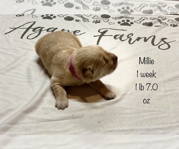 Medium Photo #12 Golden Retriever Puppy For Sale in CARTHAGE, MO, USA