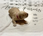 Small Photo #12 Golden Retriever Puppy For Sale in CARTHAGE, MO, USA
