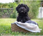 Small Photo #2 Goldendoodle (Miniature) Puppy For Sale in SUNNYVALE, CA, USA