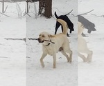 Small #20 Labrador Retriever