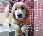 Small Photo #11 Golden Retriever Puppy For Sale in MERCED, CA, USA