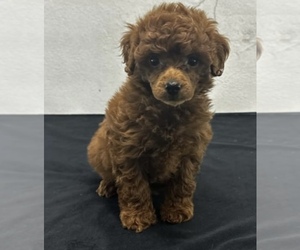 Poodle (Miniature) Puppy for sale in LOWELL, MA, USA