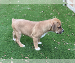 Small Photo #2 Anatolian Shepherd-Boxer Mix Puppy For Sale in  Katy, TX, USA