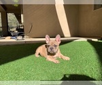 Small Photo #14 French Bulldog Puppy For Sale in PASO ROBLES, CA, USA