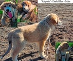 Small Photo #9 Anatolian Shepherd-Great Pyrenees Mix Puppy For Sale in RENO, NV, USA