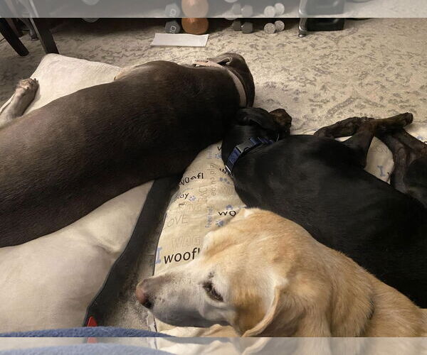 Medium Photo #6 Labrador Retriever-Plott Hound Mix Puppy For Sale in Oakhurst, NJ, USA