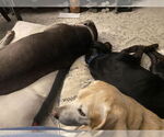 Small #5 Labrador Retriever-Plott Hound Mix