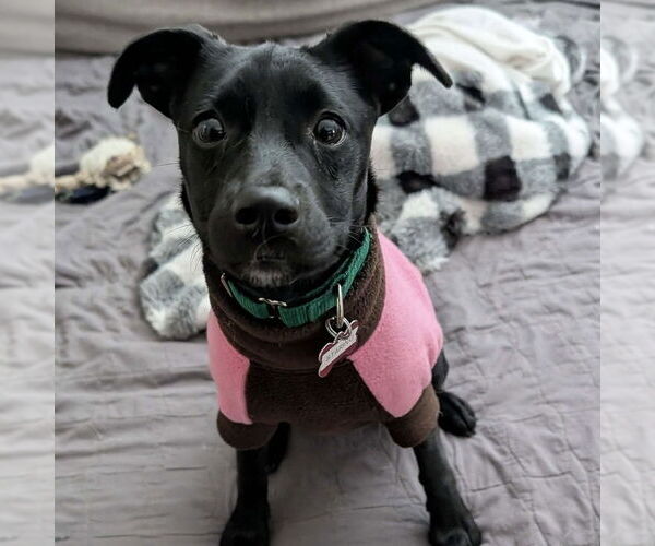 Medium Photo #7 Mountain Cur-Unknown Mix Puppy For Sale in Boston, MA, USA